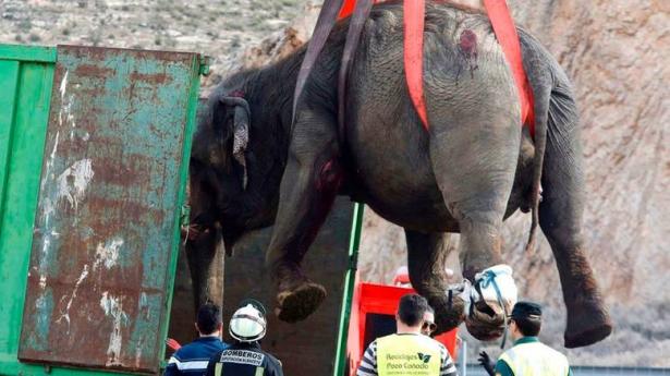 إسبانيا: نفوق أنثى فيل وإصابة 4 أخرى في تحطم شاحنة سيرك