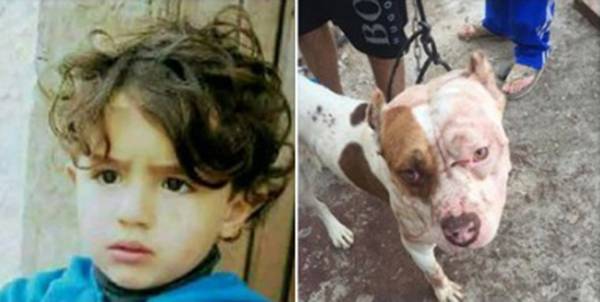 فاجعة: وفاة الطفل ادهم طه (3 سنوات) من شعفاط بعد ان هاجمه كلب ضال
