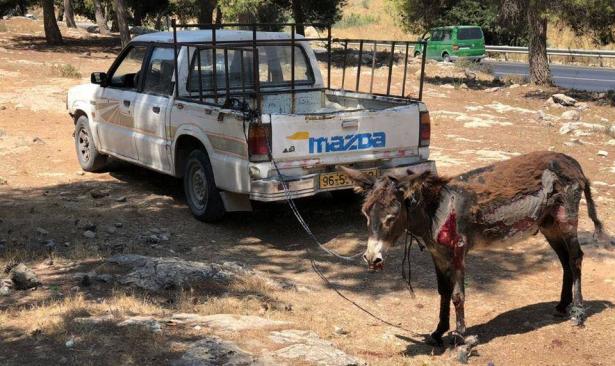 اعتقال شاب ربط حمارا بمركبته وجره على الاسلفت في الخليل