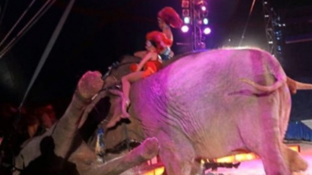 بالفيديو... سقوط فيل على الجماهير أثناء أداء عرض في السيرك