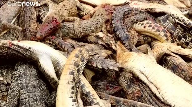 قرويون يقتلون نحو 300 تمساح في هجوم انتقامي في إندونيسيا