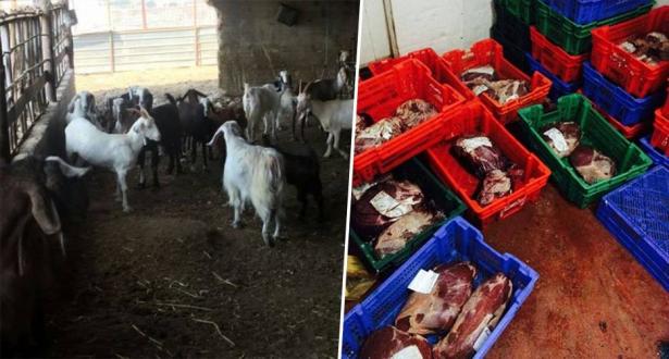 ضبط أكثر من طن من اللحوم غير الصالحة للأكل في منطقة الناصرة وشعب واعتقال مشتبهين