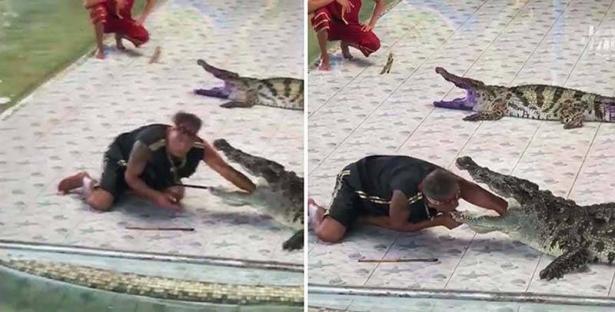 بالفيديو...تمساح يهاجم مدربه بطريقة وحشية