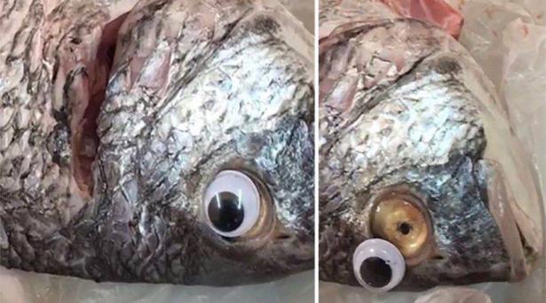 طريقة جديدة للغش.. أسماك بعيون بلاستيكية تثير ضجة في الكويت