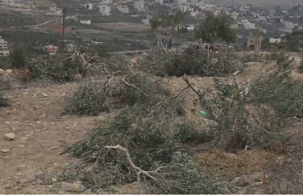 100 شجرة زيتون قطعها مستوطنون  بقرية المغير بالقرب من برج مراقبة للجيش الاسرائيلي