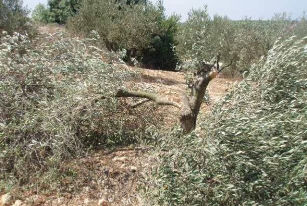 إتلاف وقطع 40  شجرة زيتون قرب رام الله