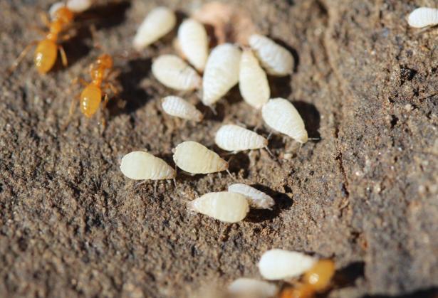 اكتشاف إناث نمل أبيض تتكاثر بلا ذكور