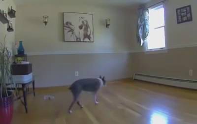 شاهد ماذا حصل لكلب أعمى نقلت أريكته من مكانها (فيديو)