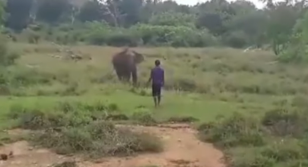شاهد .. فيل بري ضخم يسحق رجلا حاول تنويمه مغناطيسيًا