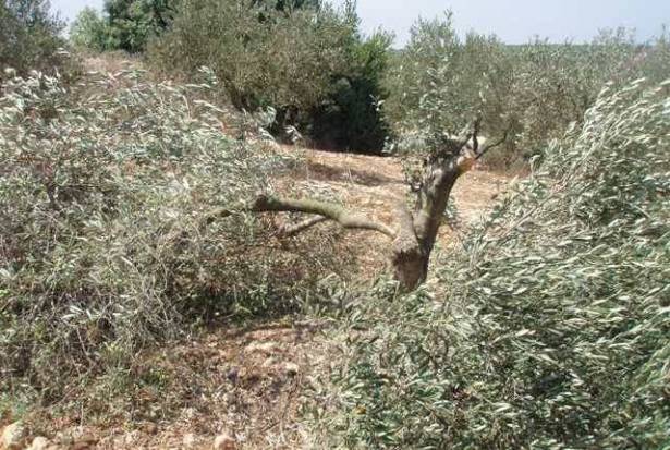 اعتداءات المتستوطنين لا تتوقف:  قطع 20 شجرة زيتون شرق رام الله