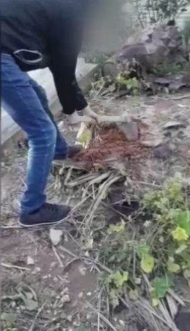 شاهد: شاب عربي من الرملة يوثق حفره قبرًا لاخته بعد ان هددها بقتلها