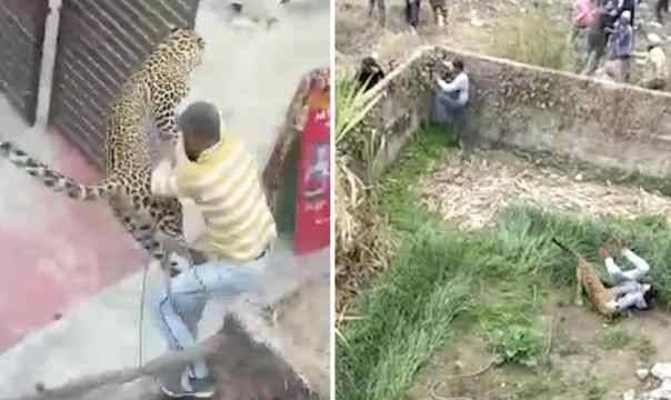 بالفيديو... فهد يهجم على قرية في الهند