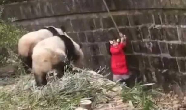 فيديو يحبس الأنفاس لإنقاذ طفلة وقعت داخل بيت لدببة الباندا