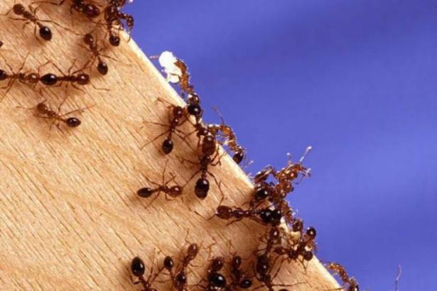 وزارة البيئة تُحذر من انتشار ‘نمل النار‘ في منطقة القدس