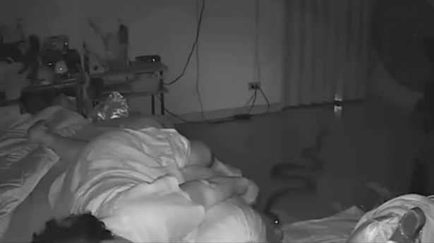 شاهد: ثعبان يتسلل إلى غرفة سيدة ويلدغها وهي نائمة