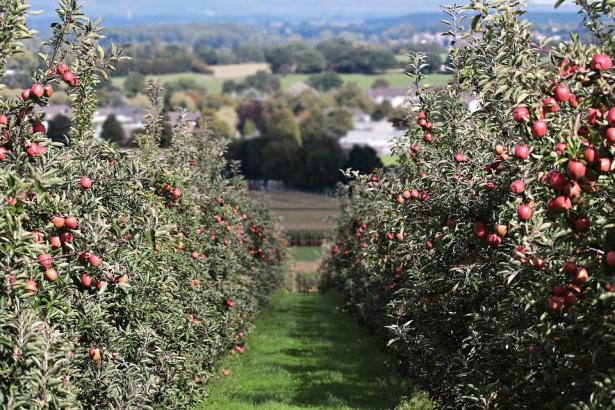 مسعود للشمس: مزارعو الجولان تكبدوا أضرارًا كبيرة في فاكهة التفاح والكرز هذا العام