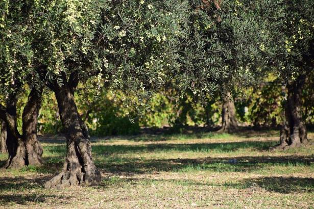 قلق من انتقال مرض يفتك بأشجار الزيتون وأشجار مثمرة في اوروبا الى البلاد، يونس للشمس: 