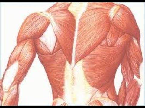 الاعتلال العضلي