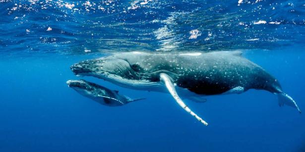 أسرار عمالقة المحيطات: رحلة في عالم الحيتان