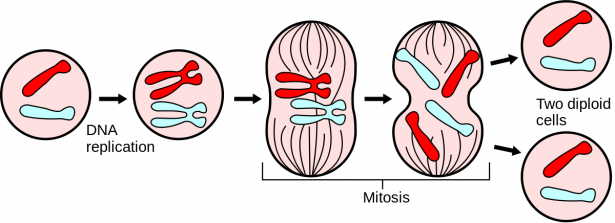 مراحل انقسام الخلية