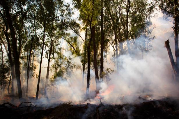 الحرائق في استراليا تسبب اضرارًا كبيرة ونفوق لحيوانات مهددة بالانقراض