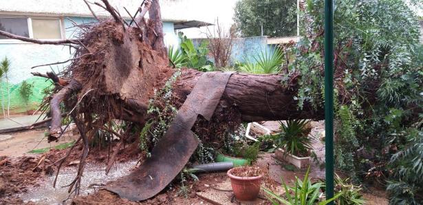 انهيار شجرة كبيرة على مركبة في اشدود خلال سيرها