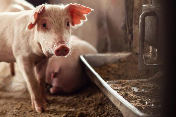 علماء في الصين يحذرون من وجود وباء جديد ظهر لدى الخنازير وبإمكانه الانتقال إلى البشر