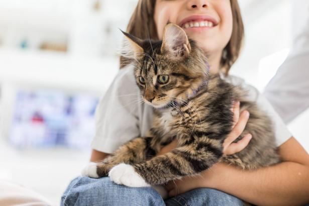 تربية ورعاية القطط وأهمية وجودها في حياة الطفل