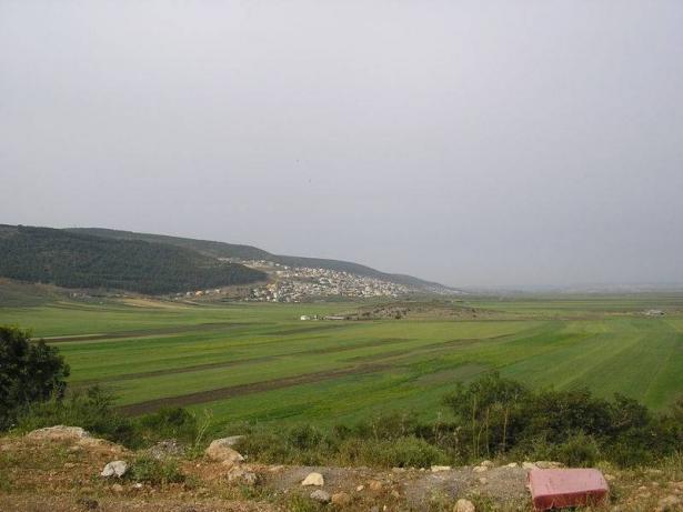 wikipedia - البعينة النجيدات