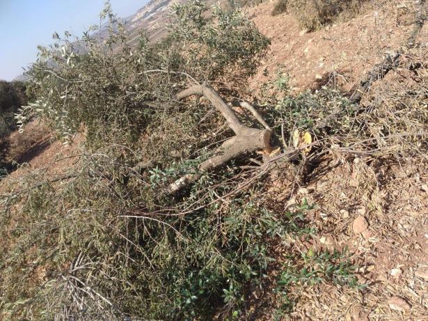 قطع اكثر من 100 شجرة زيتون في قرية المغير