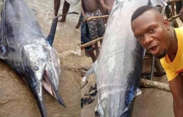 اصطاد سمكة بقيمة 2.6 مليون دولار وأكلها برفقة أصدقائه - شاب نيجيري يضيع 