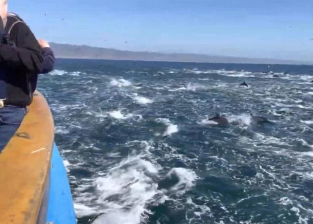 مشهد جميل نادر الحدوث: تدافُع 1000 من الدلافين إلى جانب قارب سياح