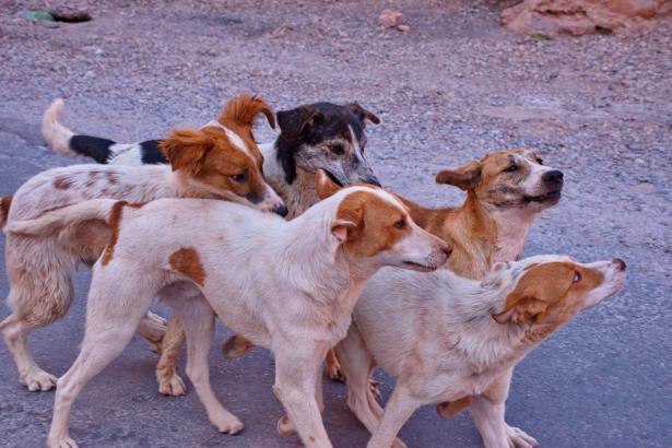 الصحّة الإسرائيلية تحذّر من داء الكلب: حيوانات مصابة في منطقة الشمال
