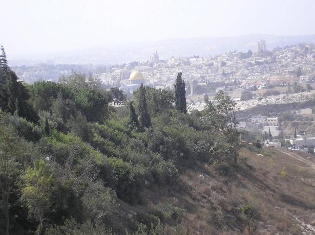 القدس الآن: اعتقال شابة بشبهة حيازة سكين