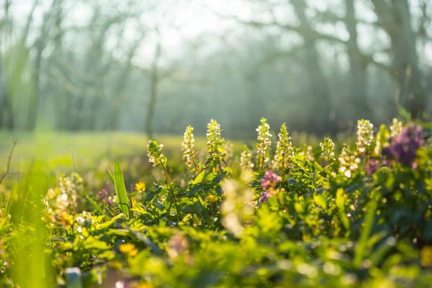 ما هي حساسية الربيع، وكيف نتعامل معها؟