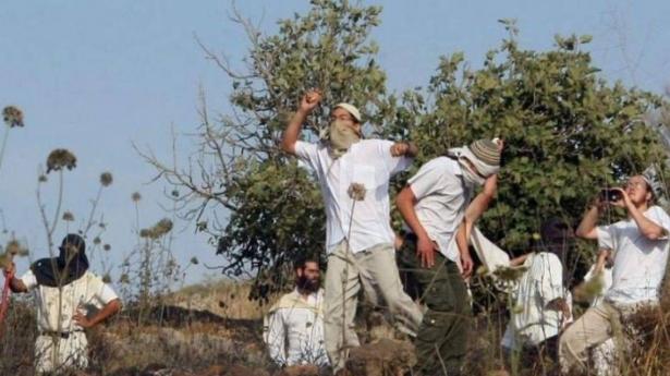 اعتدت القواتُ الإسرائيلي ومجموعات من المستوطنين، على المشاركين بفعاليةٍ لزراعة أشجار الزيتون