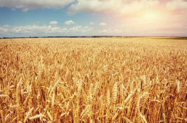 أوكرانيا وروسيا توقعان على اتفاقية لتصدير الحبوب الأوكرانية (حوار خاص)