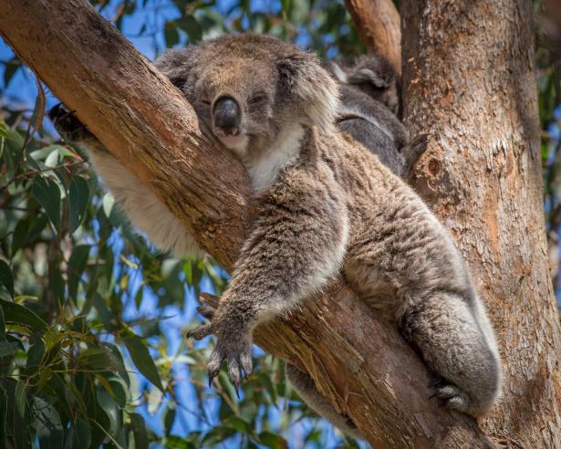 استراليا: برنامج مدته 10 سنوات يهدف لإنقاذ 110 نوع من الحيوانات المهددة بالإنقراض