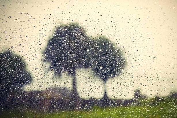 شح الأمطار وتأثيره على الأحراش والبيئة الحرشية للسنوات القادمة