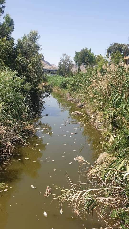 بحيرة طبريا: مبيدات حشرية محظورة السبب في نفوق المئات من الاسماك!