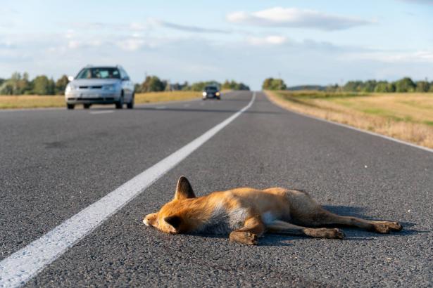 عاموس صباح: غالبية الحيوانات التي تقتل في حوادث الطرق هي صغيرة السن