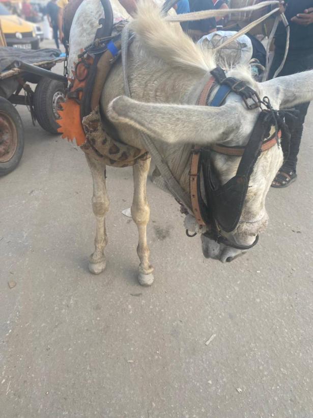 عبد الله شرشرة: مأساة الحيوانات في قطاع غزة، جزء من مأساة البشر