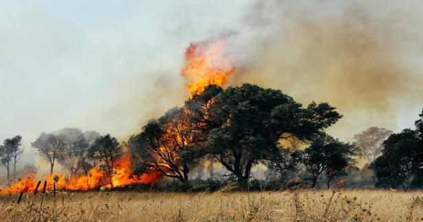 كيف تؤثر الحرائق الكبرى على الأحراش الطبيعية؟