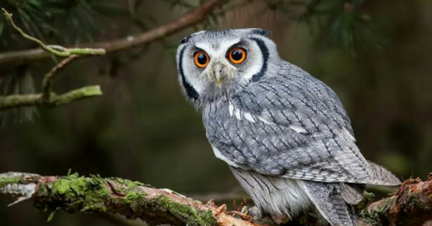shutterstock - Tousif Ahmed Bhuiyan