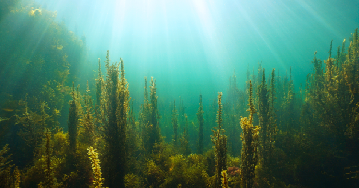 shutterstock - Damsea
