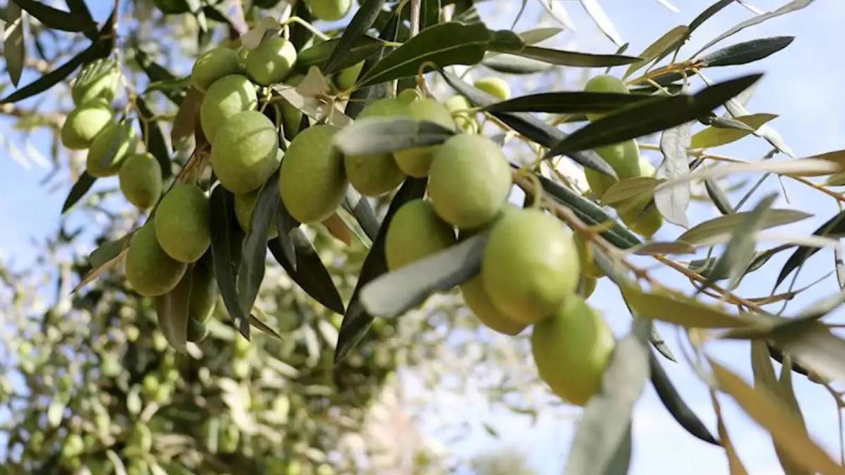 قرية الرامة الجليلية.. موطن أجود أنواع الزيتون في العالم