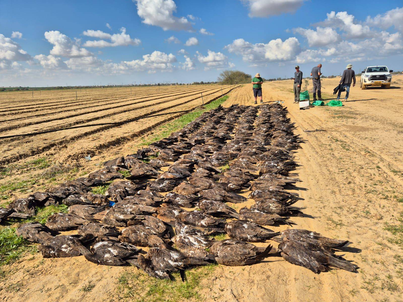الطيور النافقة-سلطة الطبيعة والحدائق 