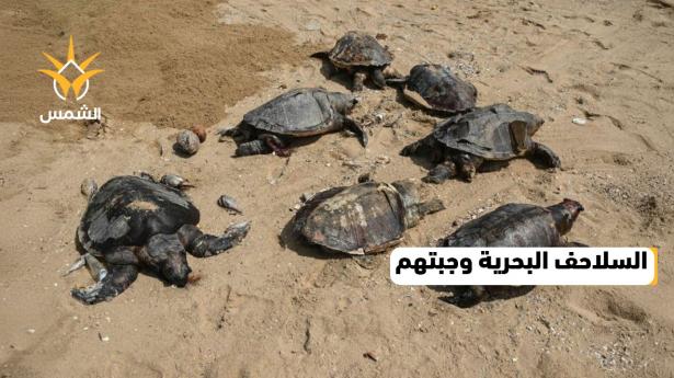 من البحر الى مائدة الطعام..الأهالي في غزة يأكلون لحم السلاحف