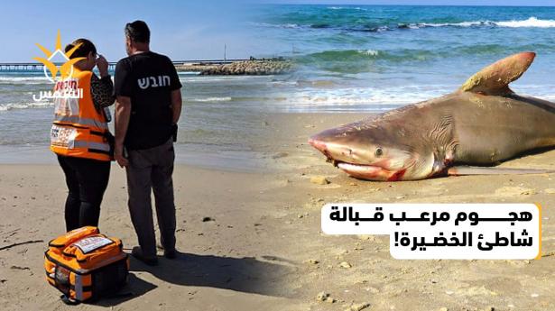 سمكة قرش تهاجم شخصا أثناء سباحته في البحر قبالة أحد شواطئ الخضيرة