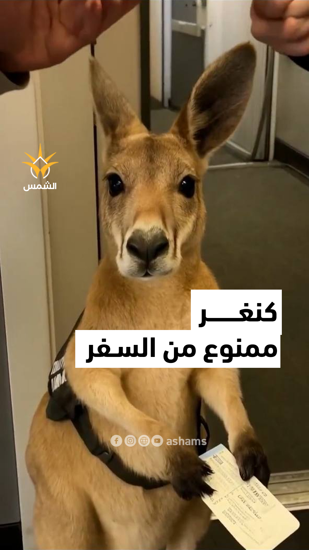 كنغر حزين والتذكرة في يده